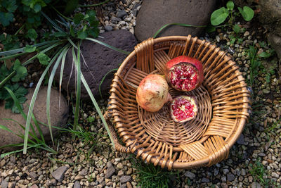 High angle view of plants