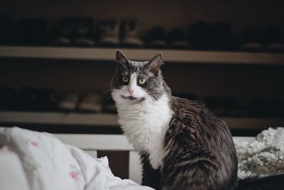 Low angle view of cat sitting on bed