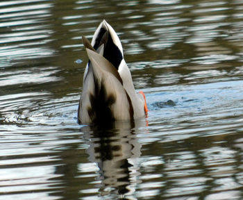 View of duck swimming in lake