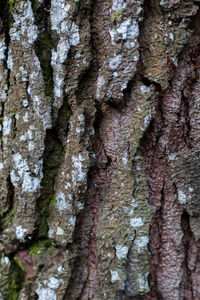 Full frame shot of tree trunk
