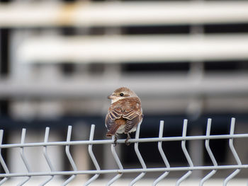 A sparrow sitting on a fence