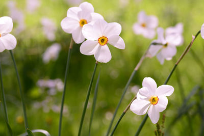 Close-up of flowers blooming outdoors