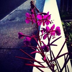 Close-up of pink flowers