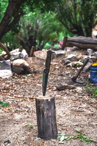 Close-up of tree stump on field