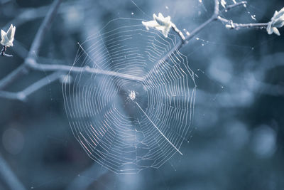 Cobweb and spider isolated on blue blurred background, close-up