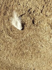 High angle view of feather on sand