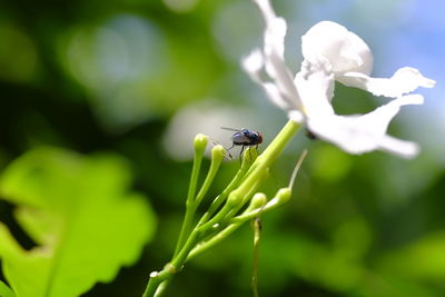 Close-up of insect on flower