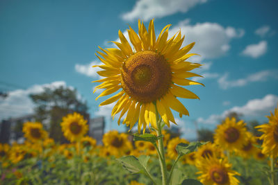 Close-up of sunflower on field against sky