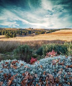 Scenic view of field against sky