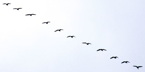 Low angle view of birds flying in sky