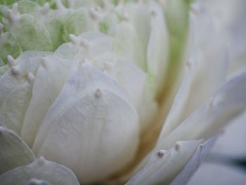 Full frame shot of white flowering plant