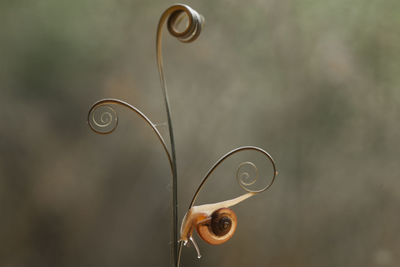 Close-up of snail