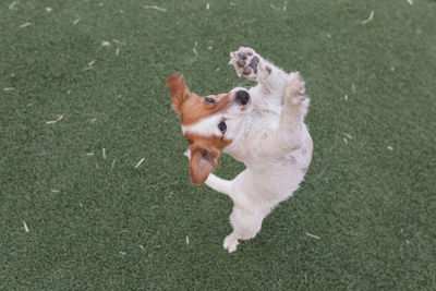 High angle view of dog running on grass