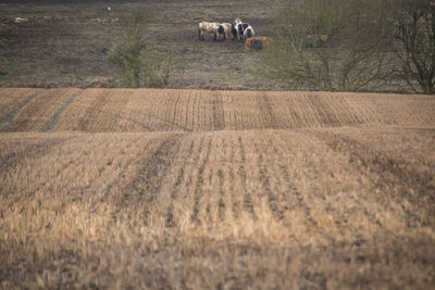 Sheep on field