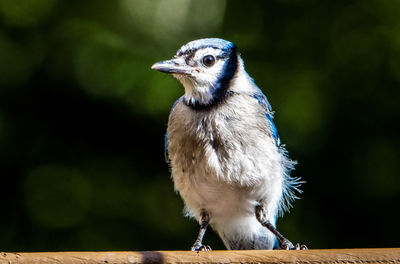 Black stripe over the shoulder