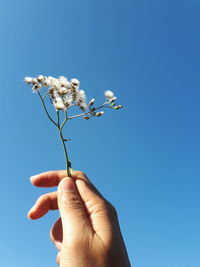 Midsection of person holding flowering plant against blue sky