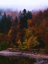 Trees by lake in forest during autumn