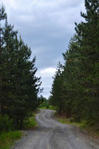 Road amidst trees in forest against sky