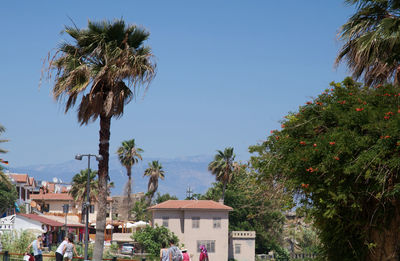 Palm trees and buildings against blue sky