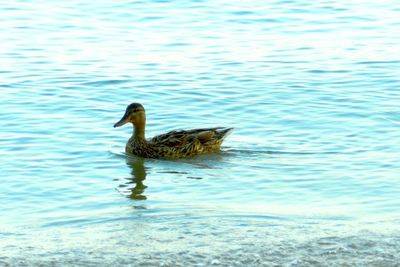 View of an animal in water