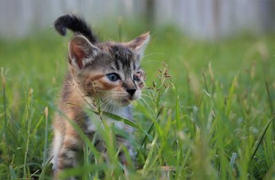 Cat looking away in a field