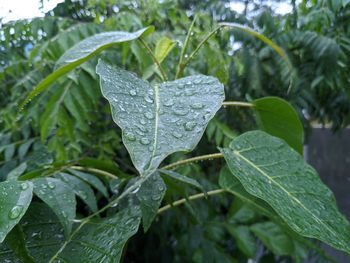 Close-up of wet plant leaves during rainy season