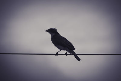 Full length of bird perching on cable against sky