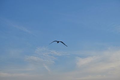 Low angle view of bird flying in sky