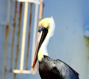 Close-up of a bird