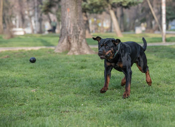 Rottweiler playing with ball in park