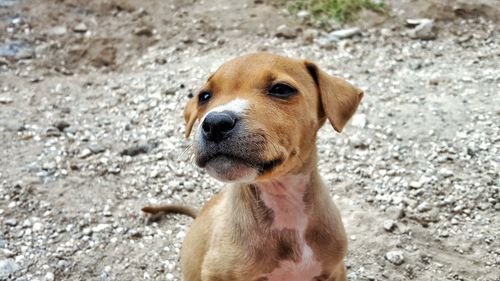 Close-up of dog