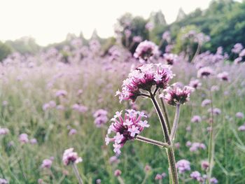 Close-up of pink flowers blooming in field