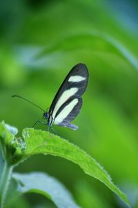 Close-up of butterfly on leaf