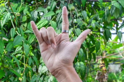 Close-up of person hand holding leaves