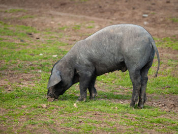 Side view of a horse grazing in field