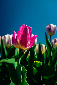 Close-up of pink tulip