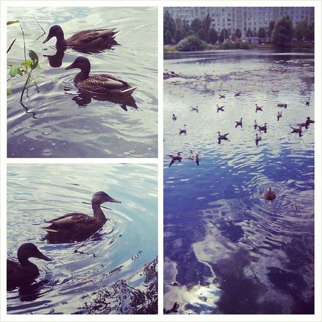 bird, transfer print, animals in the wild, animal themes, wildlife, water, auto post production filter, swimming, duck, waterfront, flock of birds, togetherness, lake, medium group of animals, reflection, flying, pigeon, high angle view, nature