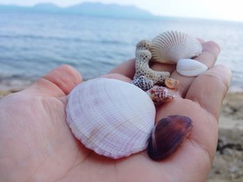 Close-up of hand holding seashell