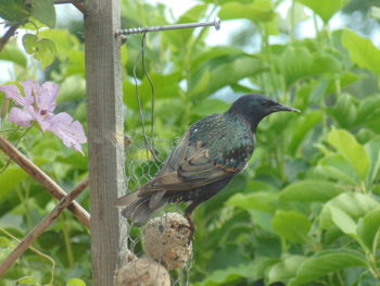 Close-up of bird perching on a plant