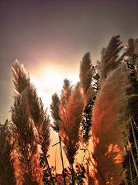 Low angle view of trees against sky