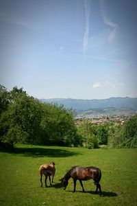 Horses grazing on grassy field