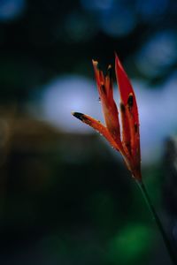 Close-up of orange leaf on plant during autumn