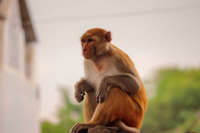 Monkey sitting on looking away