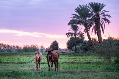 Horses on a fieldtwo cows at sunset on a field. date palms.