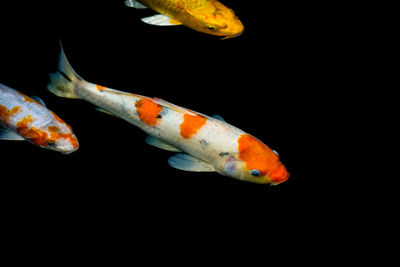 Close-up of fish swimming in sea