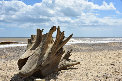 Driftwood on beach against sky