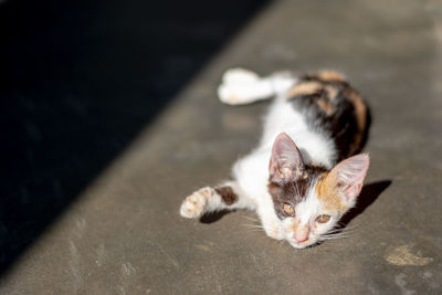 Portrait of cat relaxing