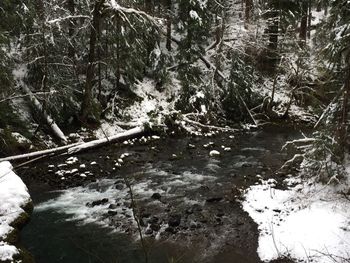 River passing through forest