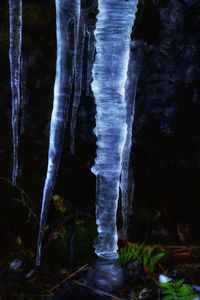 Close-up of icicles on tree trunk at night