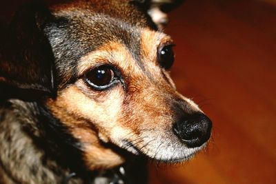 Close-up portrait of dog looking away